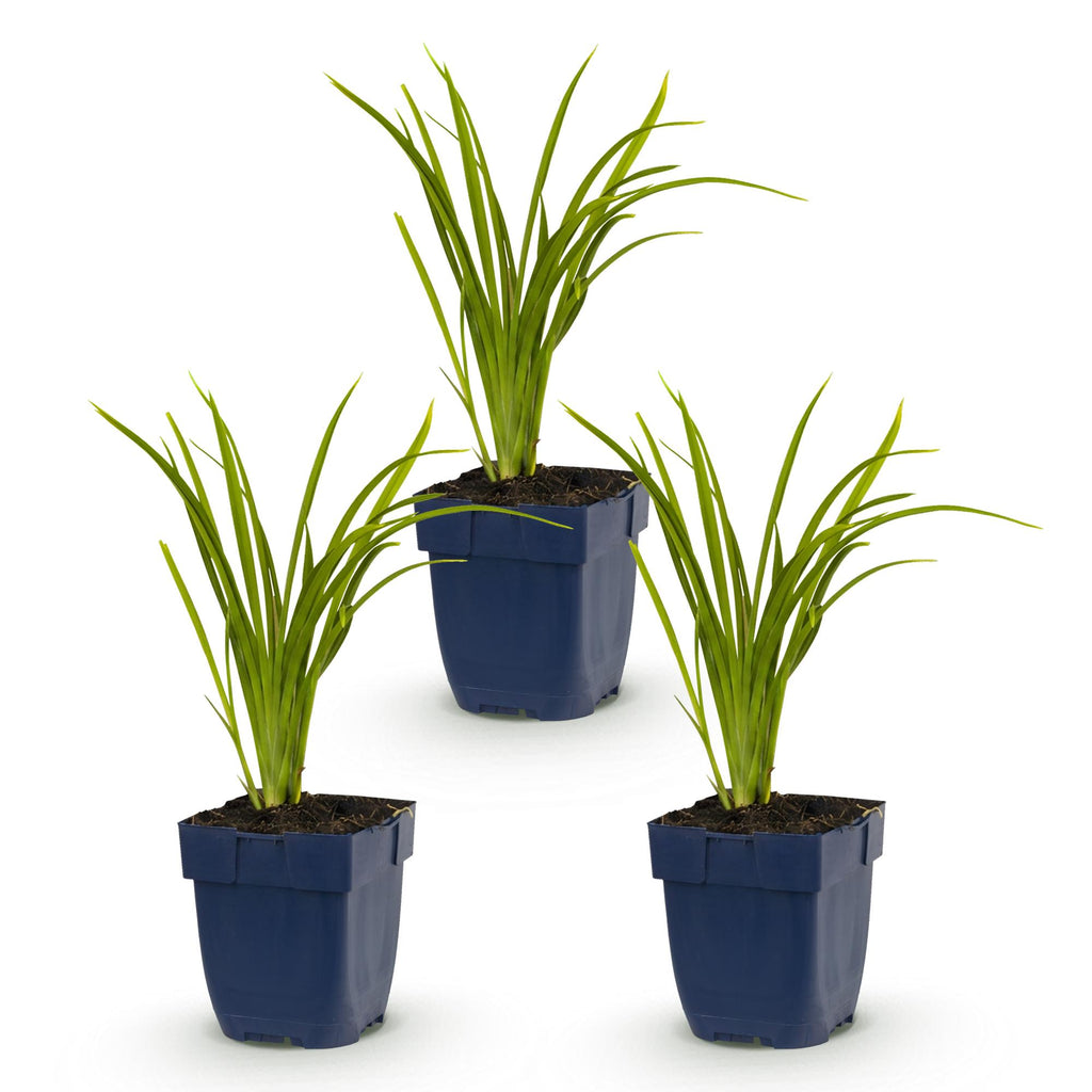 Vasteplant - Hemerocallis Autumn Red - Daglelie - Bijen en Vlinderlokkers - Rood - 3 Planten - Pot 11cm - Hoogte 15-25cm