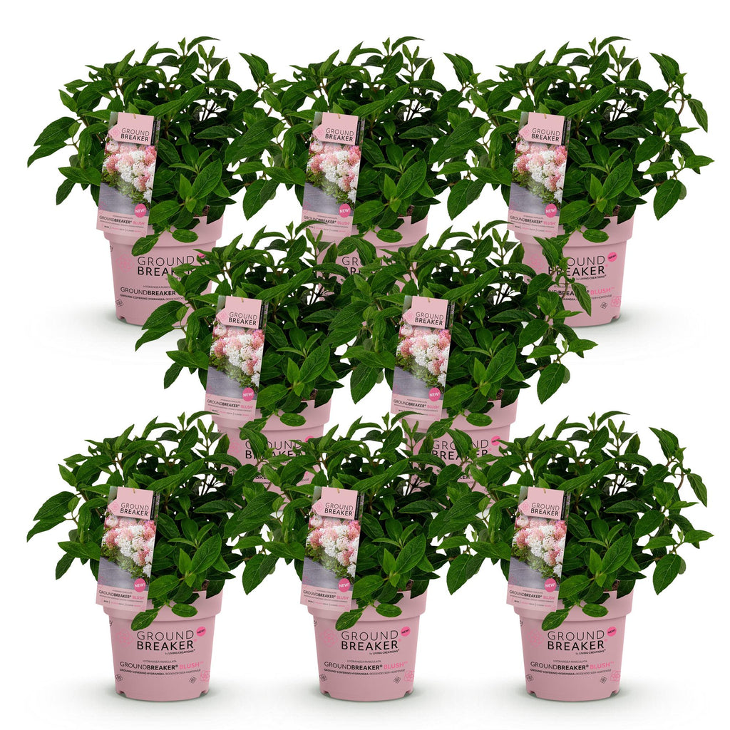 Tuinplant - Hydrangea panniculata Groundbreaker Blush - Pluimhortensia - Winterhard - Roze - 8 Planten - Pot 14cm -Hoogte 20-25cm