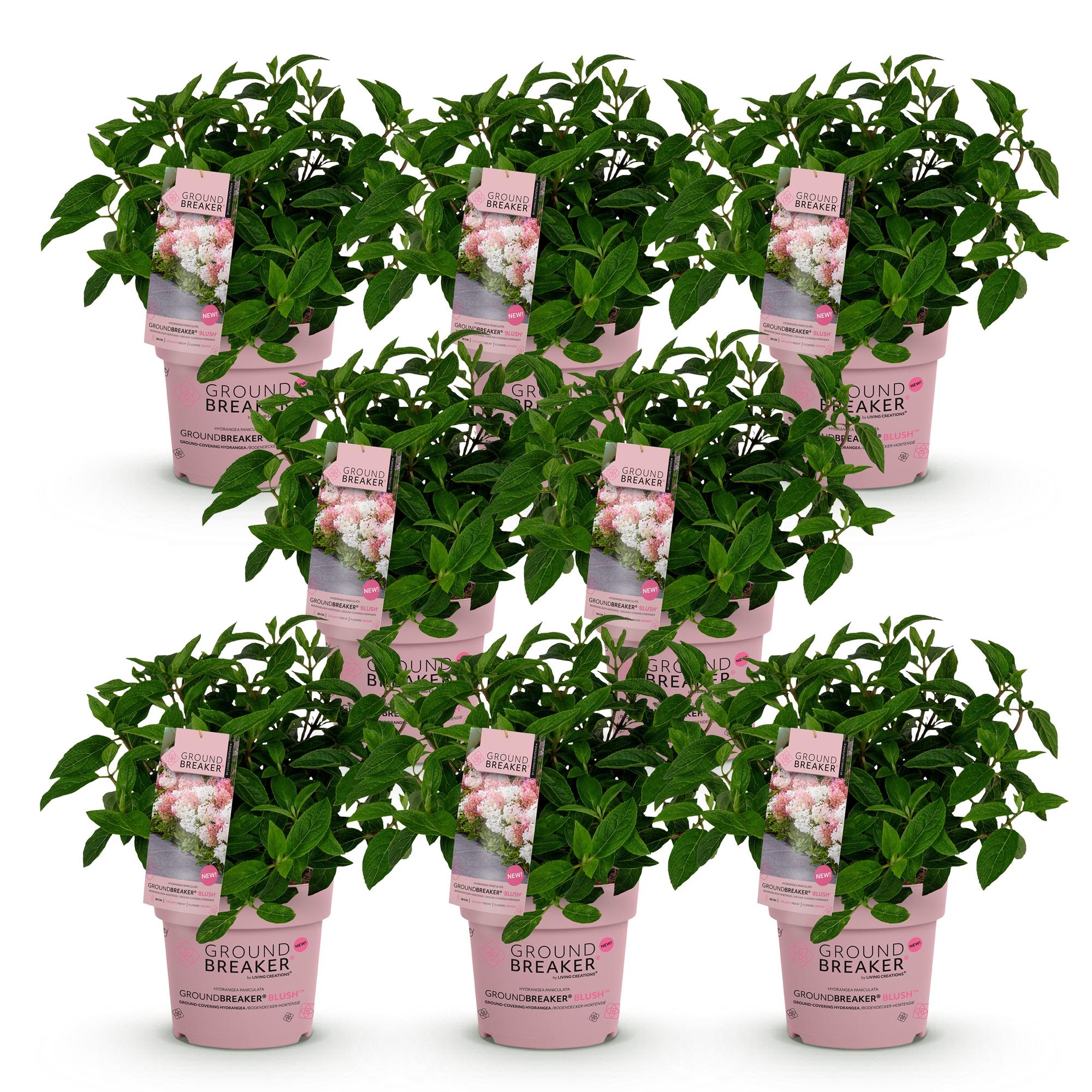 Tuinplant - Hydrangea panniculata Groundbreaker Blush - Pluimhortensia - Winterhard - Roze - 8 Planten - Pot 14cm -Hoogte 20-25cm
