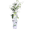 Trachelospermum 'Star of Venice' - Toscaanse Jasmijn Wit - Ø15cm - ↕65cm
