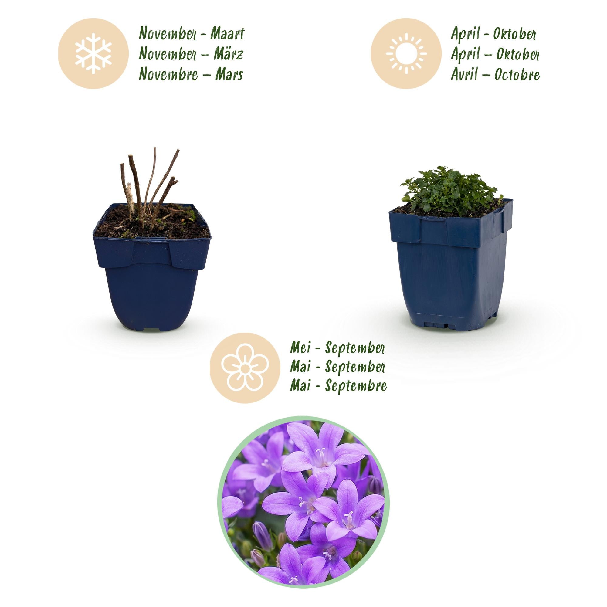 Vasteplant - Campanula portenschlagiana - Perzikbladklokje - Bodembedekkend - Roze - 12 Planten - Pot 11cm - Hoogte 15-25cm