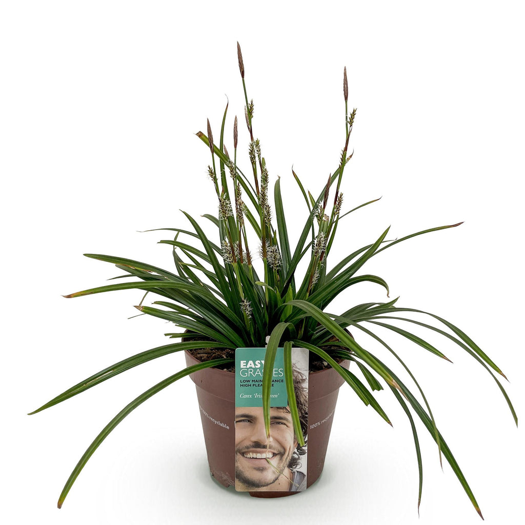 Siergrassen -  Carex morrowii Irish Green - Groen & Geel - 1 Plant - Groenblijvend - Winterhard - Pot 17cm Hoogte 50cm