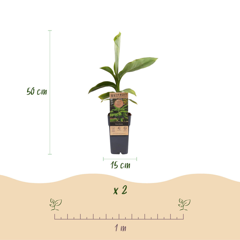 Fruitplant - Musa Basjoo - Bananenboom - Winterhard - Groen - 2 Planten - Pot 15cm - Hoogte 50cm