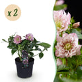 Tuinplant - Lenten Rose - Helleborus orientalis Double Ellen Pink - Roze Bloem -2 Planten - Groenblijvend - Pot 14cm Hoogte 35cm