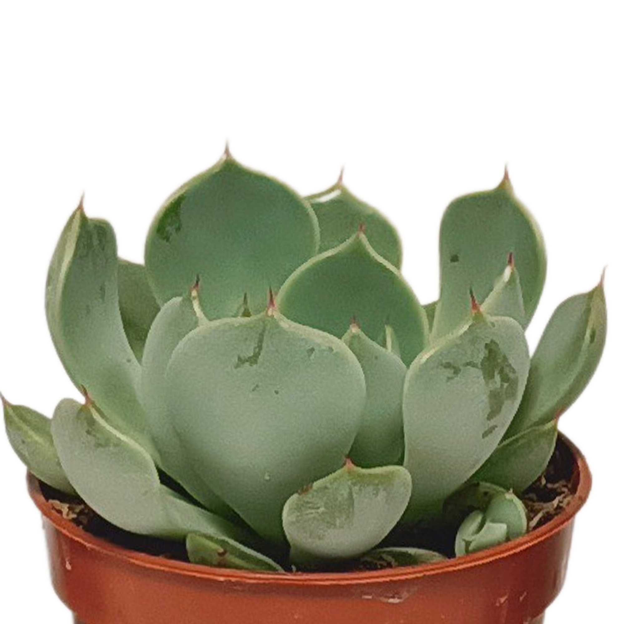Vetplanten mix 5.5 cm - 10x - zonder pot