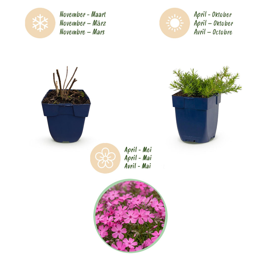 Vasteplant - Phlox MacDaniel's Cushion - Vlambloem - Bodembedekkend - Donker Roze - 3 Planten - Pot 11cm - Hoogte 15-25cm