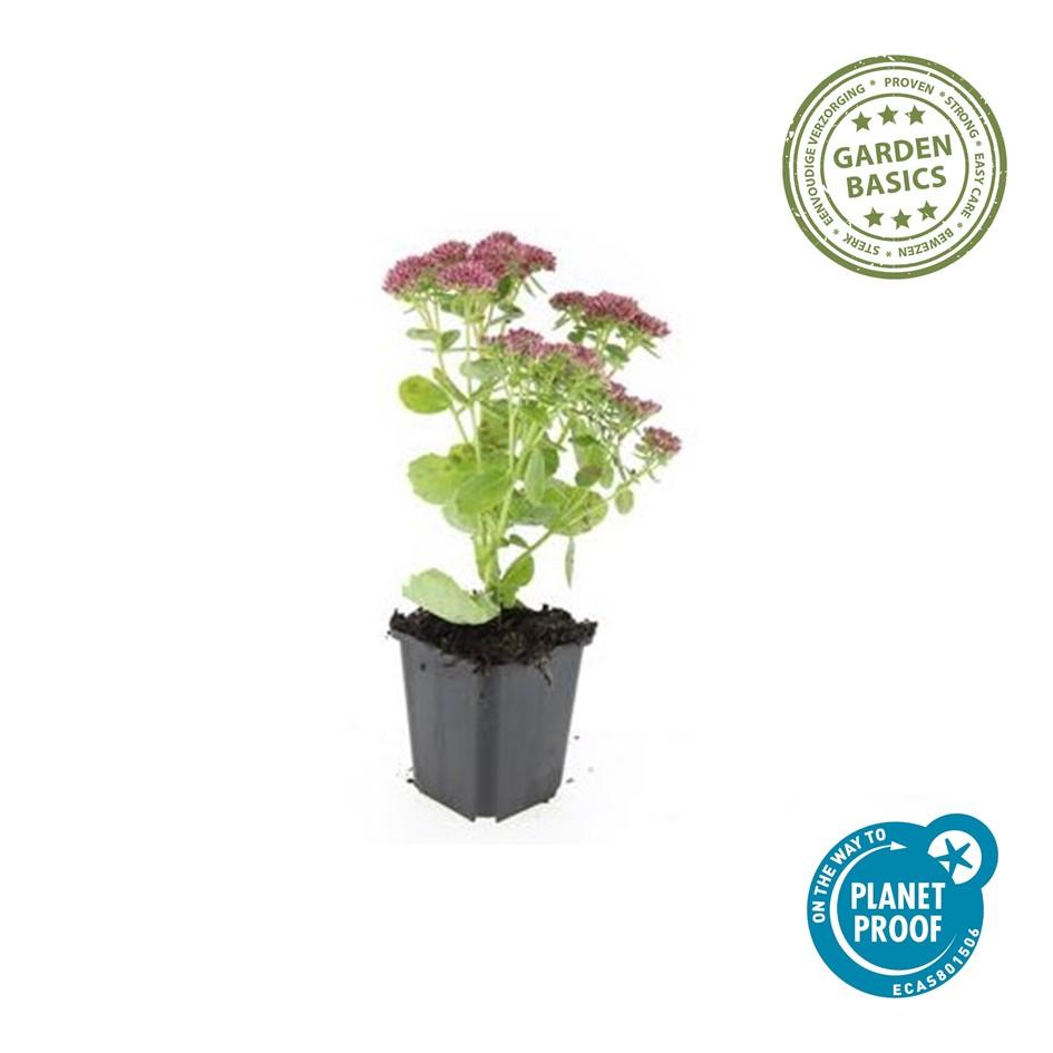 60x Sedum 'Herbstfreude' - ↕10-25cm - Ø9cm