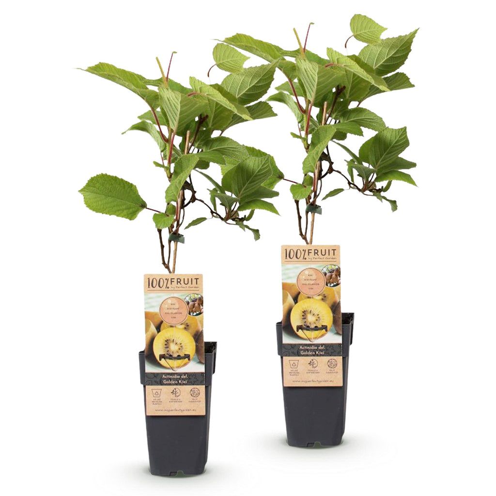 Fruitplant - Actinidia deliciosa Golden Kiwi - Kiwiplant - Vrouwelijk - Gele Vrucht - 2 Planten - Pot 15cm - Hoogte 50cm