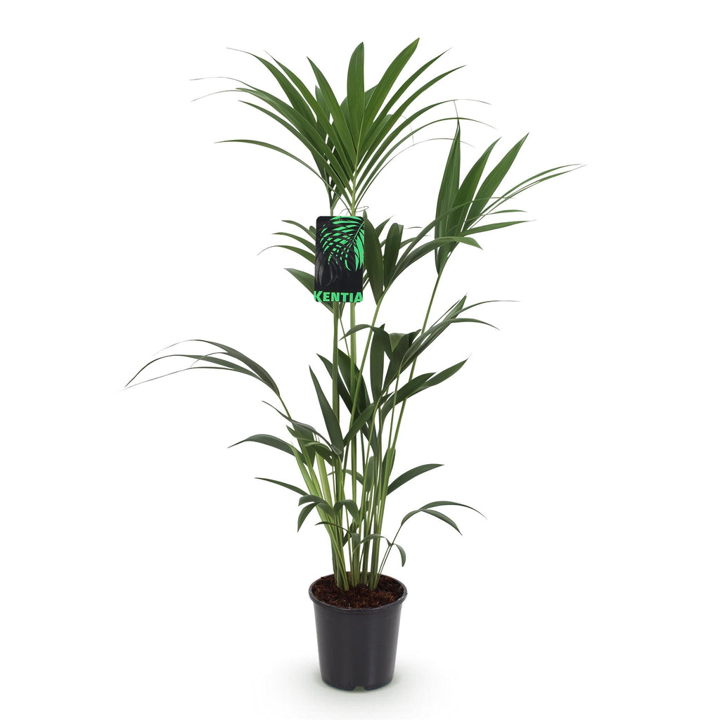 Kamerplant - Howea Forsteriana - Kentia Palm - Weinig Onderhoud - Groen - 1 plant - Pot 21cm - Hoogte 120-130cm