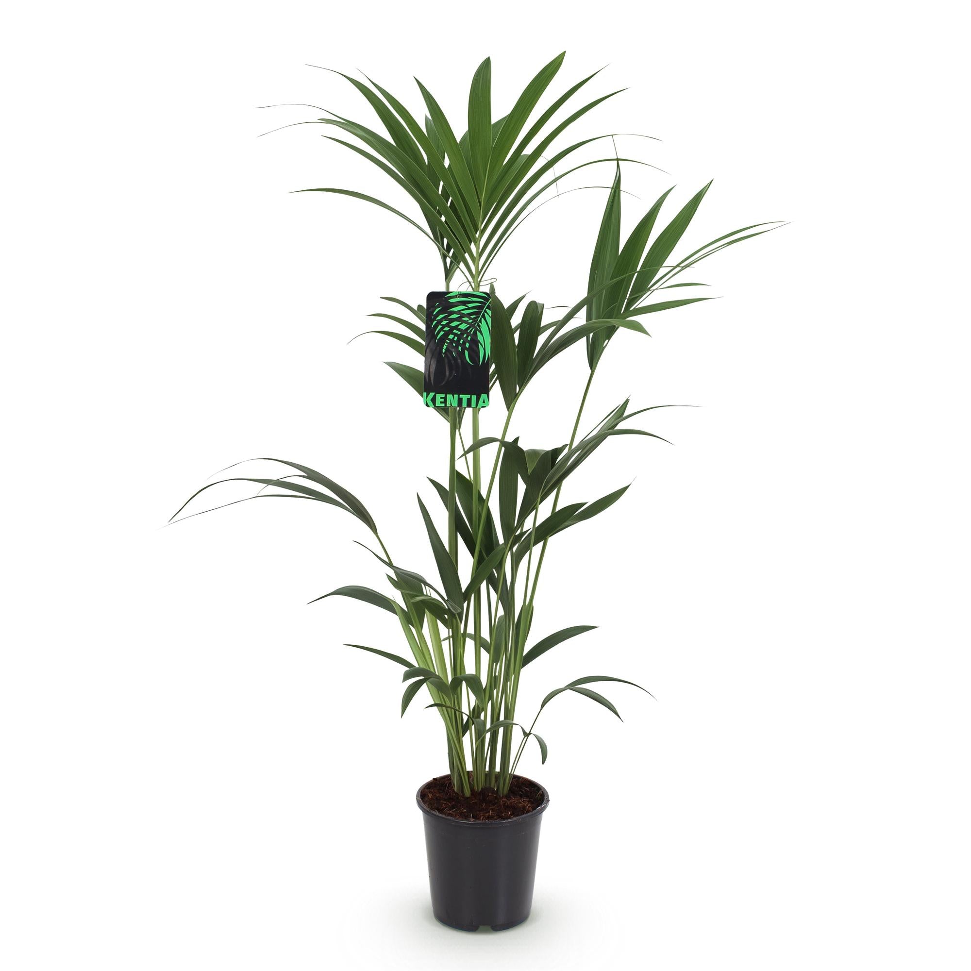 Kamerplant - Howea Forsteriana - Kentia Palm - Weinig Onderhoud - Groen - 1 plant - Pot 21cm - Hoogte 120-130cm