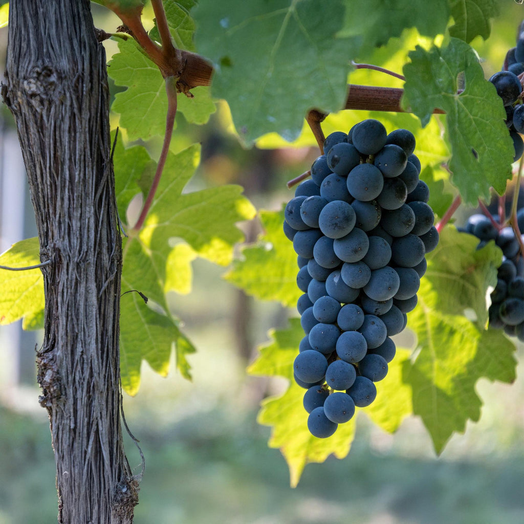 Fruitplant - Vitis vinifera Boskoop Glory - Druivenplant - Winterhard - Blauwe Druif - 2 Planten - Pot 15cm - Hoogte 50cm