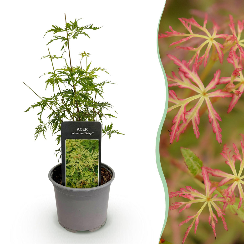 Tuinplant - Acer palmatum Seiryu - Groen 1 Plant - Bladverliezend - Weinig Onderhoud  - Pot 12cm Hoogte 35cm