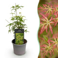 Tuinplant - Acer palmatum Seiryu - Groen 1 Plant - Bladverliezend - Weinig Onderhoud  - Pot 12cm Hoogte 35cm