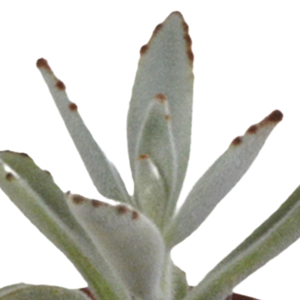 Vetplanten mix 5.5 cm - 5x - in witte pot
