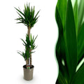 Kamerplant - Yucca elephantipes - Yucca - Weinig onderhoud - Groen - 1 - Pot 27cm - Hoogte 170cm
