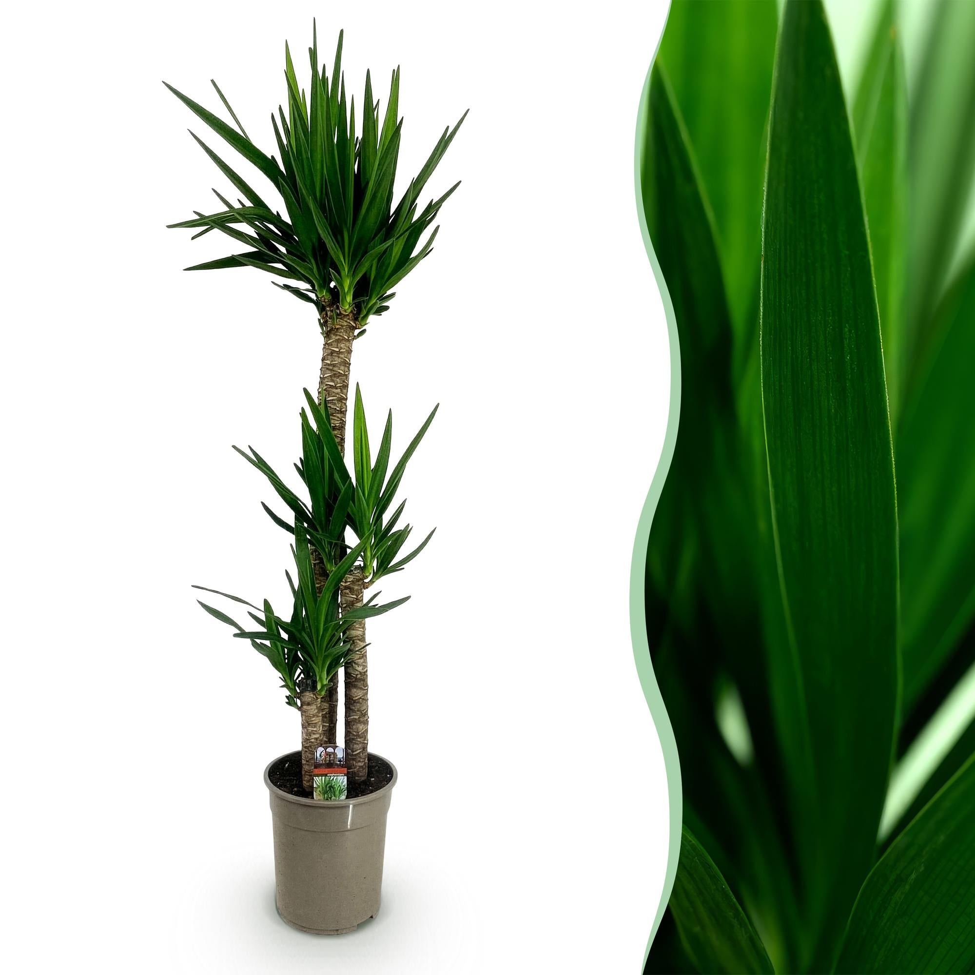 Kamerplant - Yucca elephantipes - Yucca - Weinig onderhoud - Groen - 1 - Pot 27cm - Hoogte 170cm