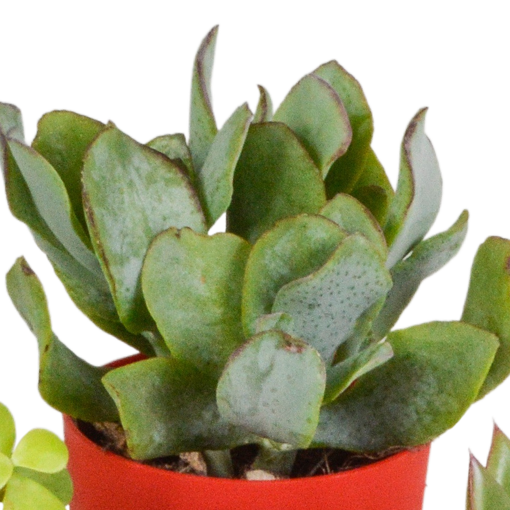 Vetplanten mix 5.5 cm - 5x - in gekleurde plasticpot