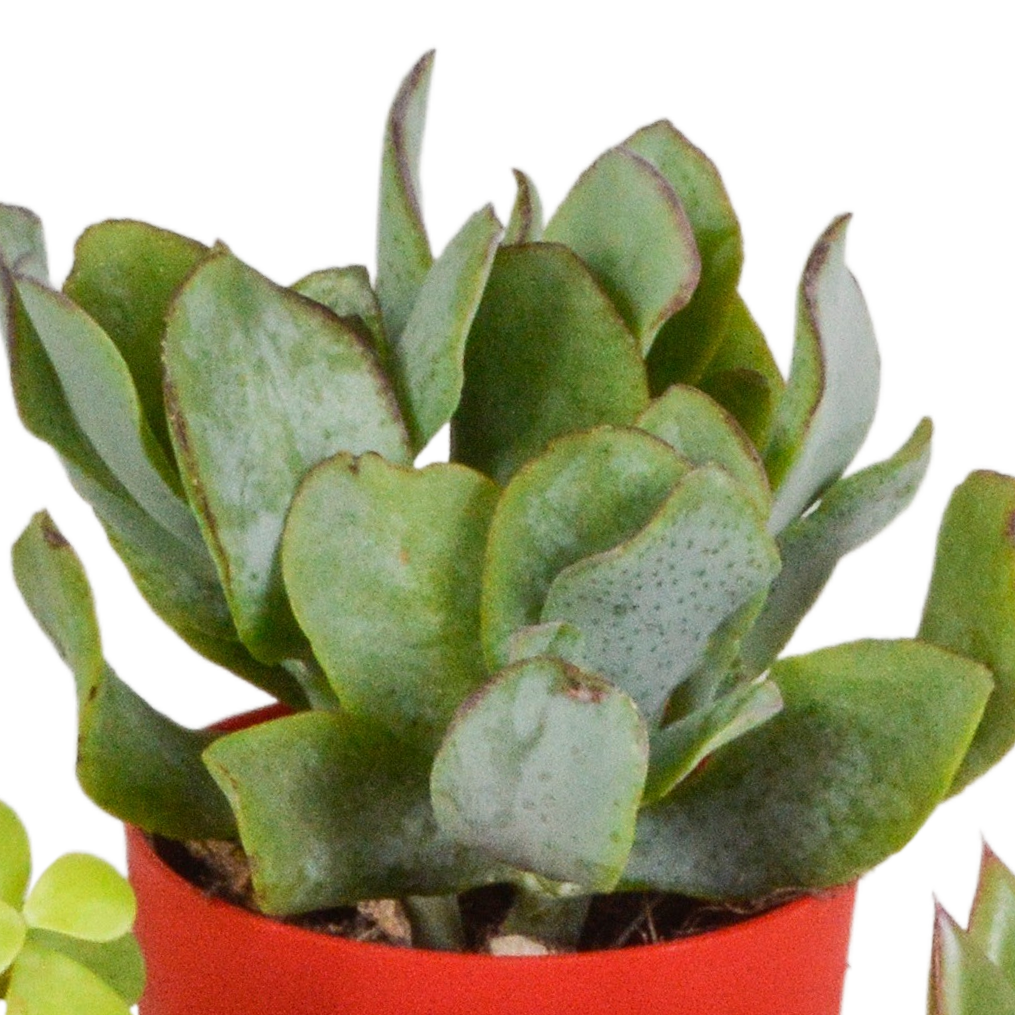 Vetplanten mix 5.5 cm - 5x - in gekleurde plasticpot