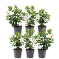 6 x Dipladenia white - Mandevilla wit Ø12 cm - ↕25 cm