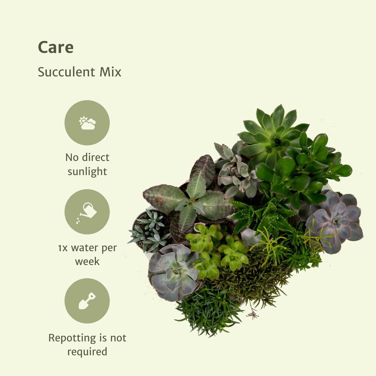Everspring - Succulenten Mix - 10 cm - Ø8,5 - 9