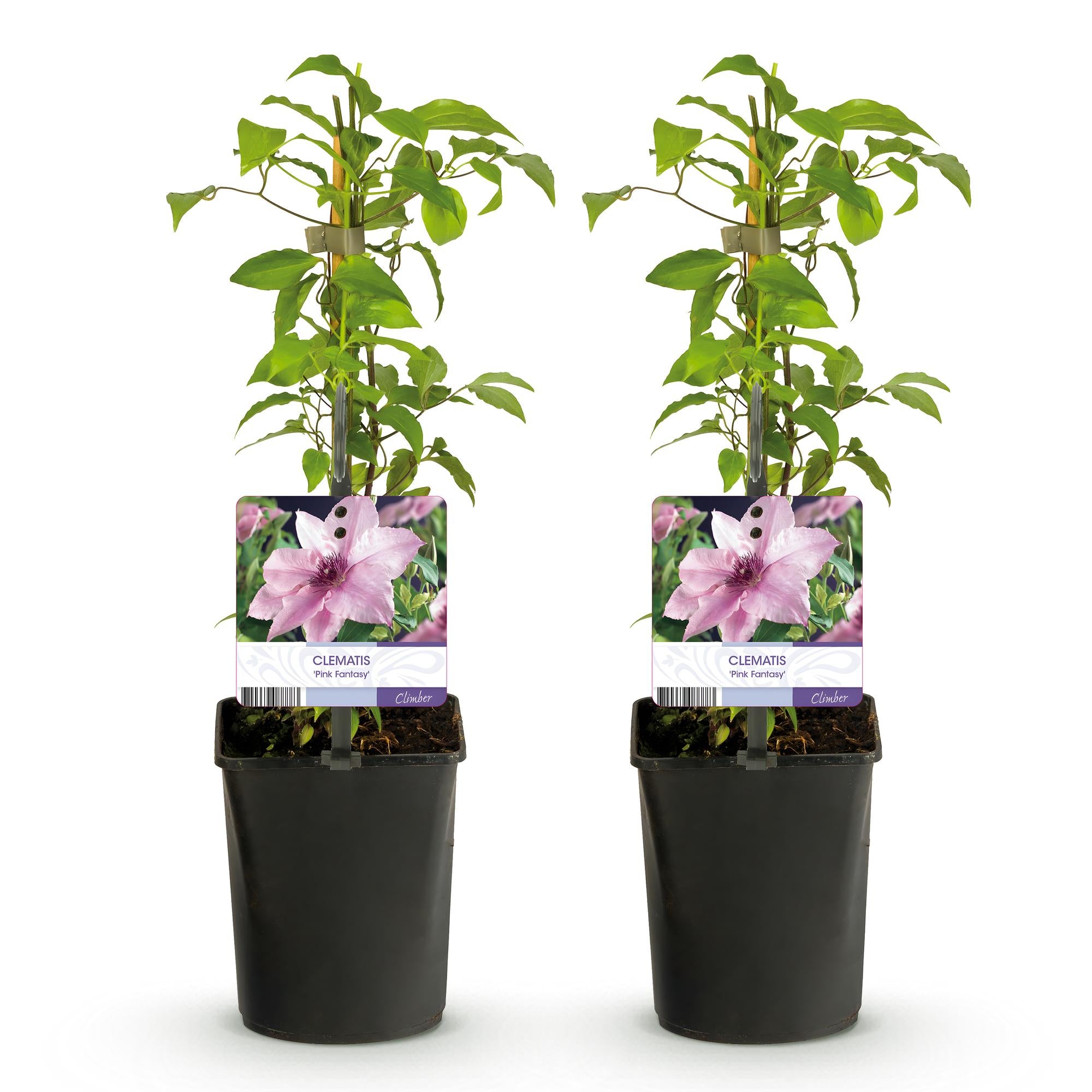 Klimplant - Clematis Pink Fantasy - Bloem Roze - Weinig onderhoud -2 planten -  Pot 11cm Hoogte 40cm