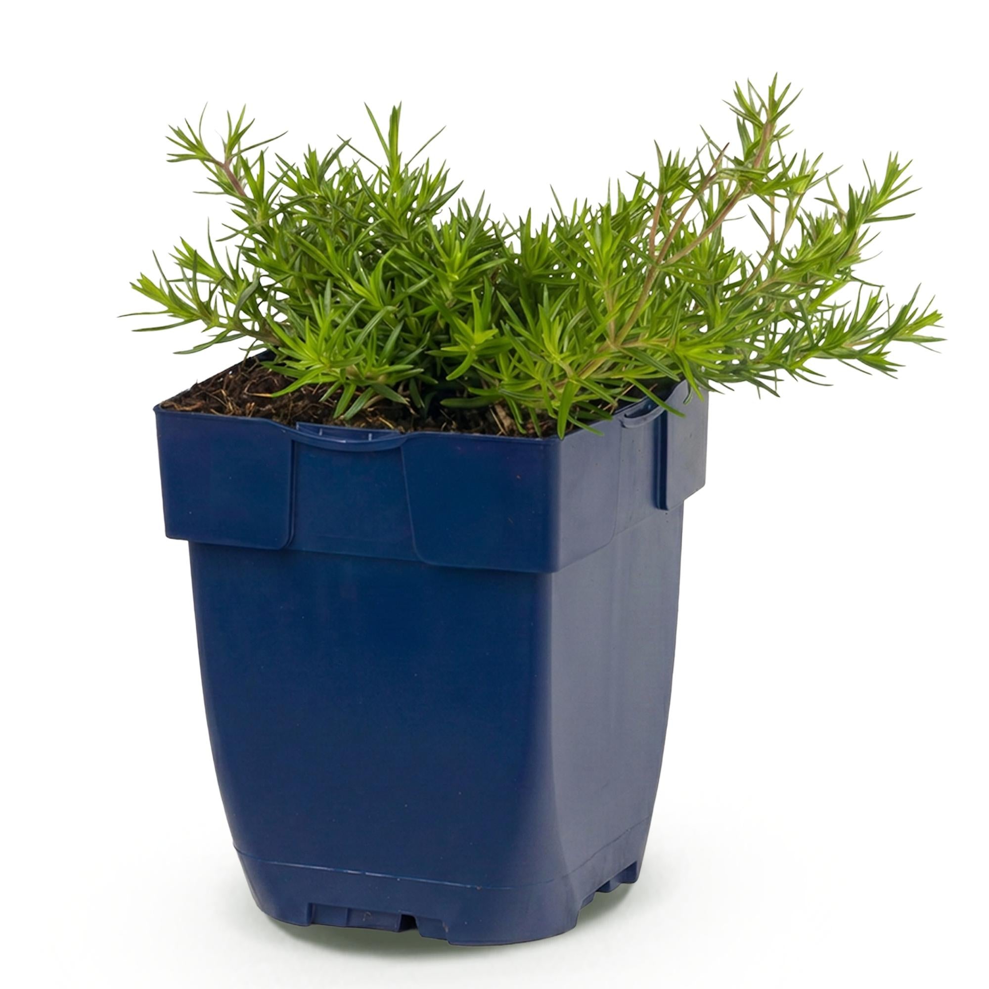 Vasteplant - Phlox MacDaniel's Cushion - Vlambloem - Bodembedekkend - Donker Roze - 1 Plant - Pot 11cm - Hoogte 15-25cm