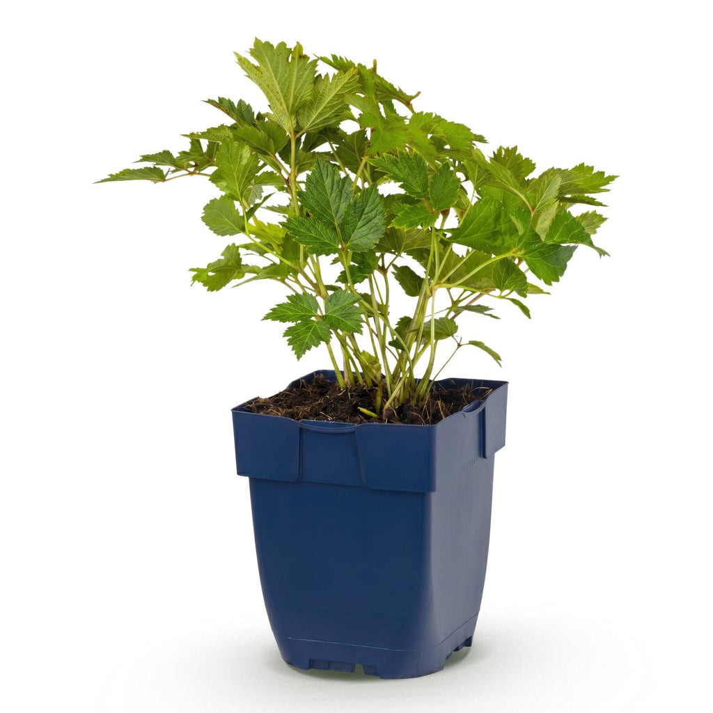 Vasteplant - Astilbe chin. Pumila - Pluimspirea - Schaduw - Paars - 1 Plant - Pot 11cm - Hoogte 15-25cm