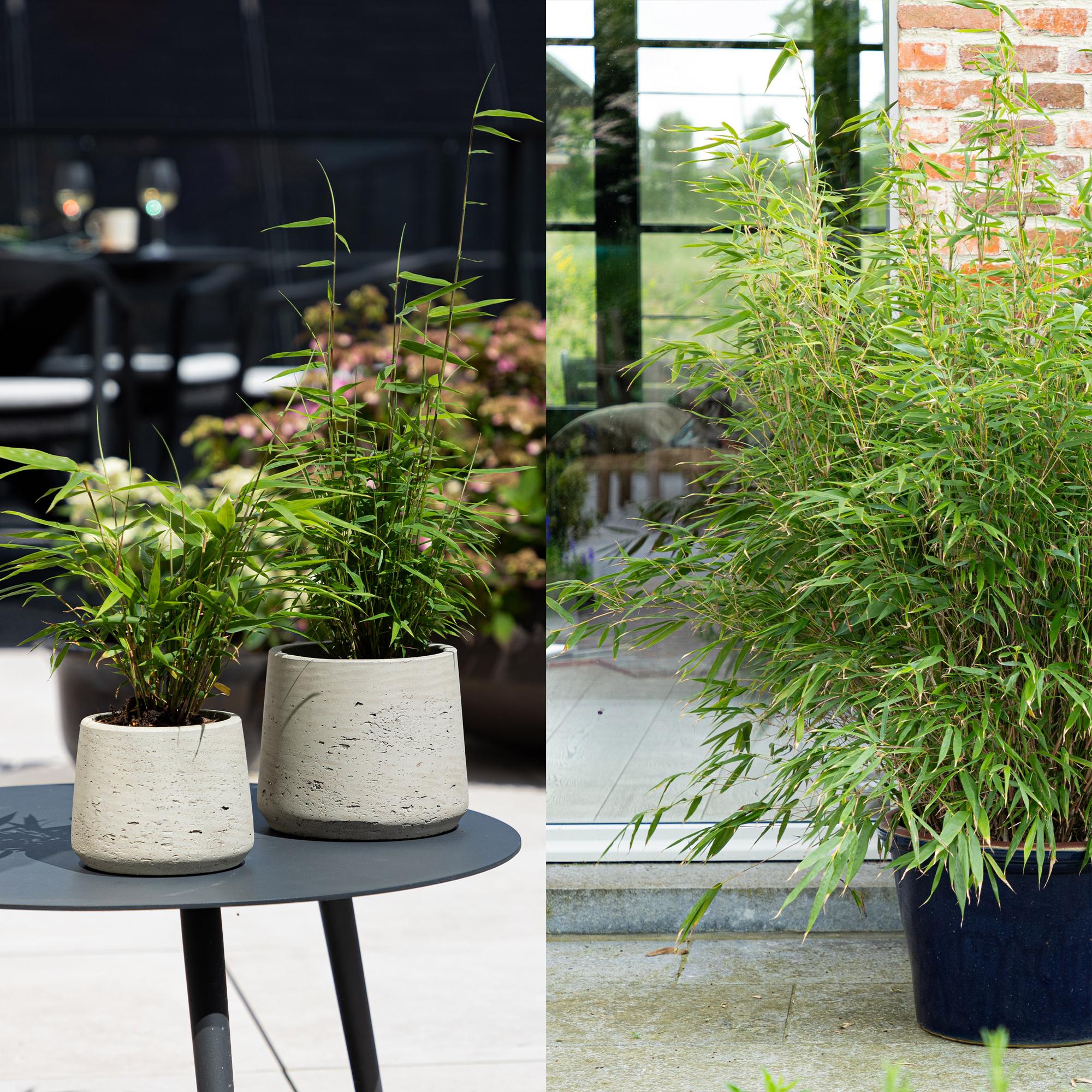 Bamboe - Fargesia dragon Tricolour - Zwart, Rood, Blauw  - 3 Planten - Bladhoudend - Niet Woekerend- Pot 14cm Hoogte 35cm