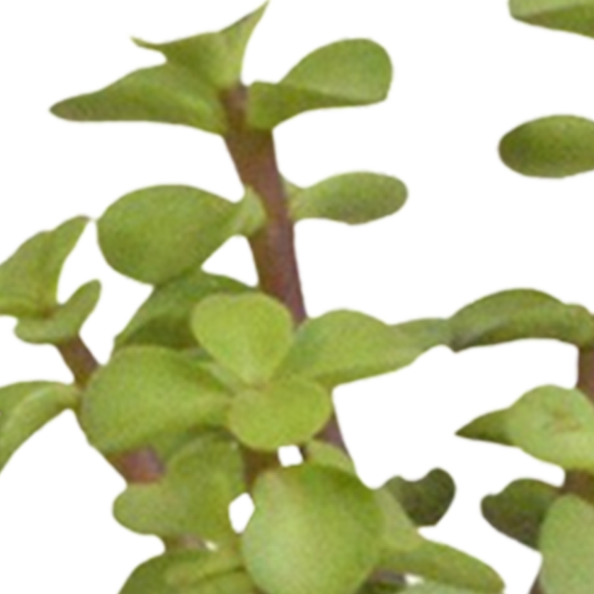 Cactus en vetplanten mix 5.5 cm | 15 stuks - in witte pot