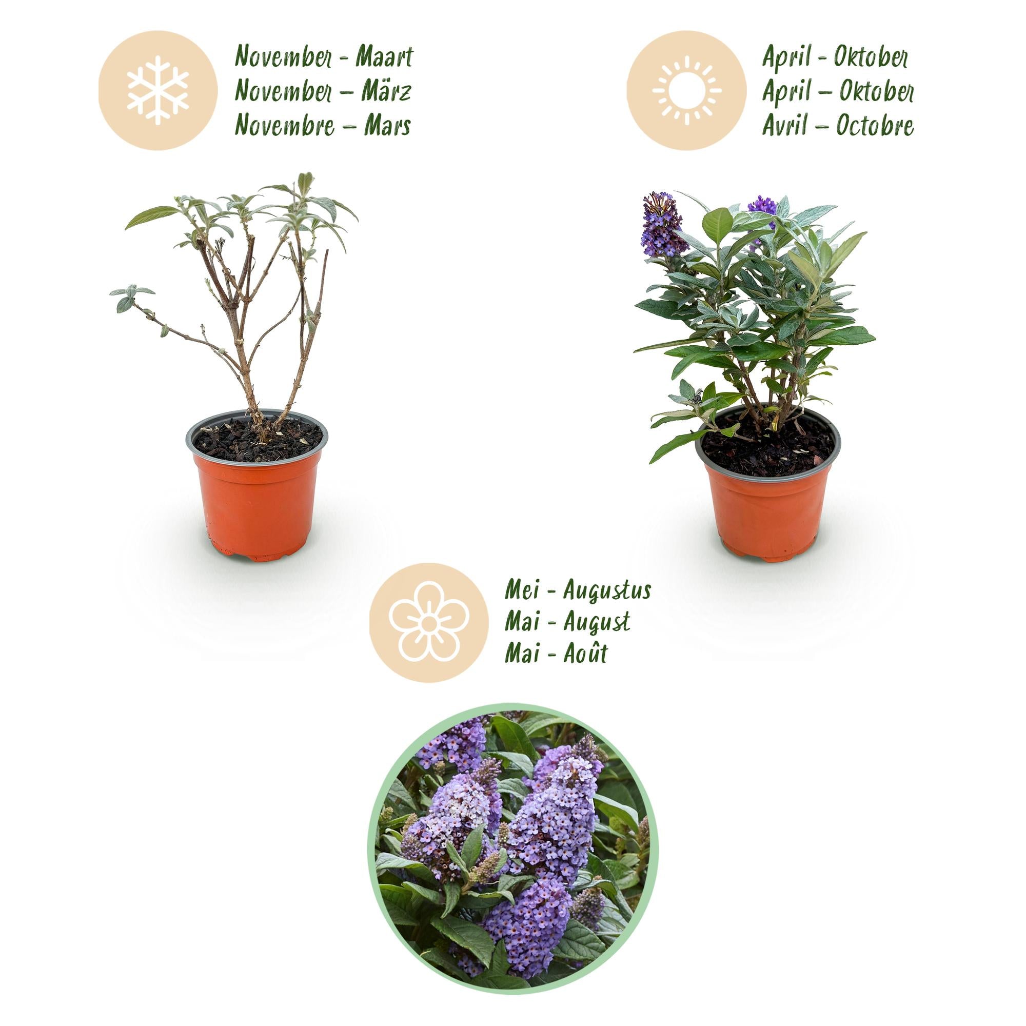 Tuinplant - Buddleja davidii Butterfly Candy Little Lila - Vlinderstruik - Compact - Lila - 1 Plant - Pot 12cm - Hoogte 20-25cm
