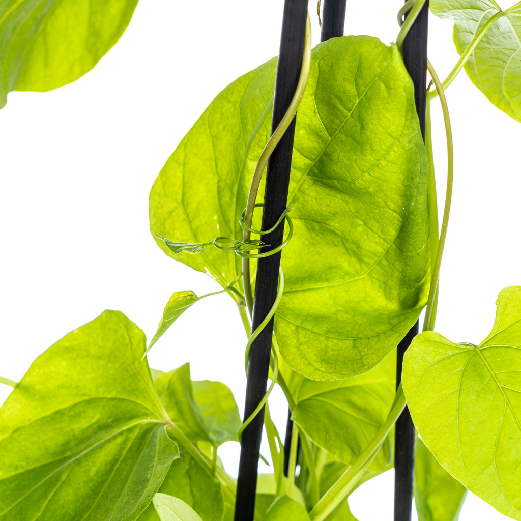 4x Ipomoea Tricolor Heavenly Blue Ø13 cm - ↕60 cm