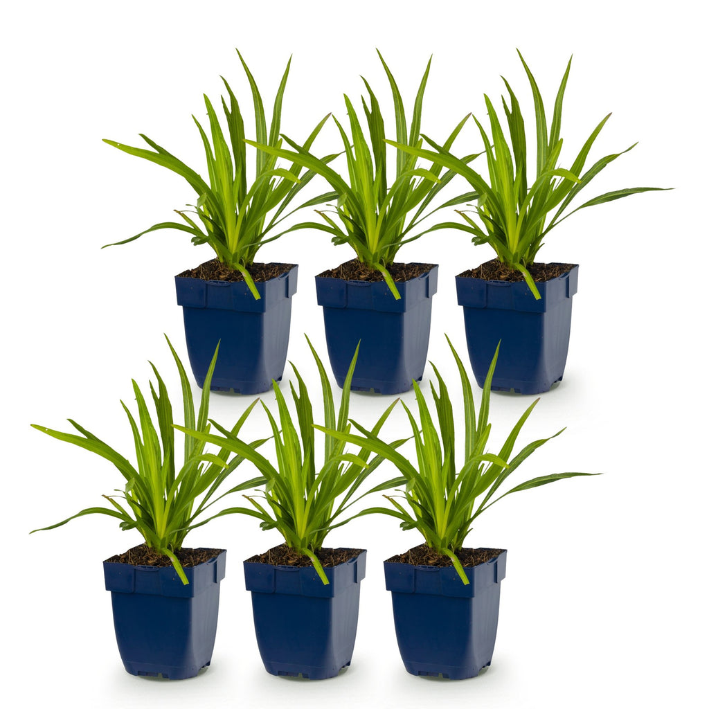 Vasteplant - Liatris spicata - Lampenkruid - Bijen- en vlinderlokkers - Paars - 6 Planten - Pot 11cm - Hoogte 15-25cm