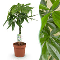 Green is... Kamerplanten - Pachira Aquatica gevlochten stam - Geldboom - Weinig onderhoud - Groen - 1 Plant - Pot 21cm - Hoogte 80-90cm