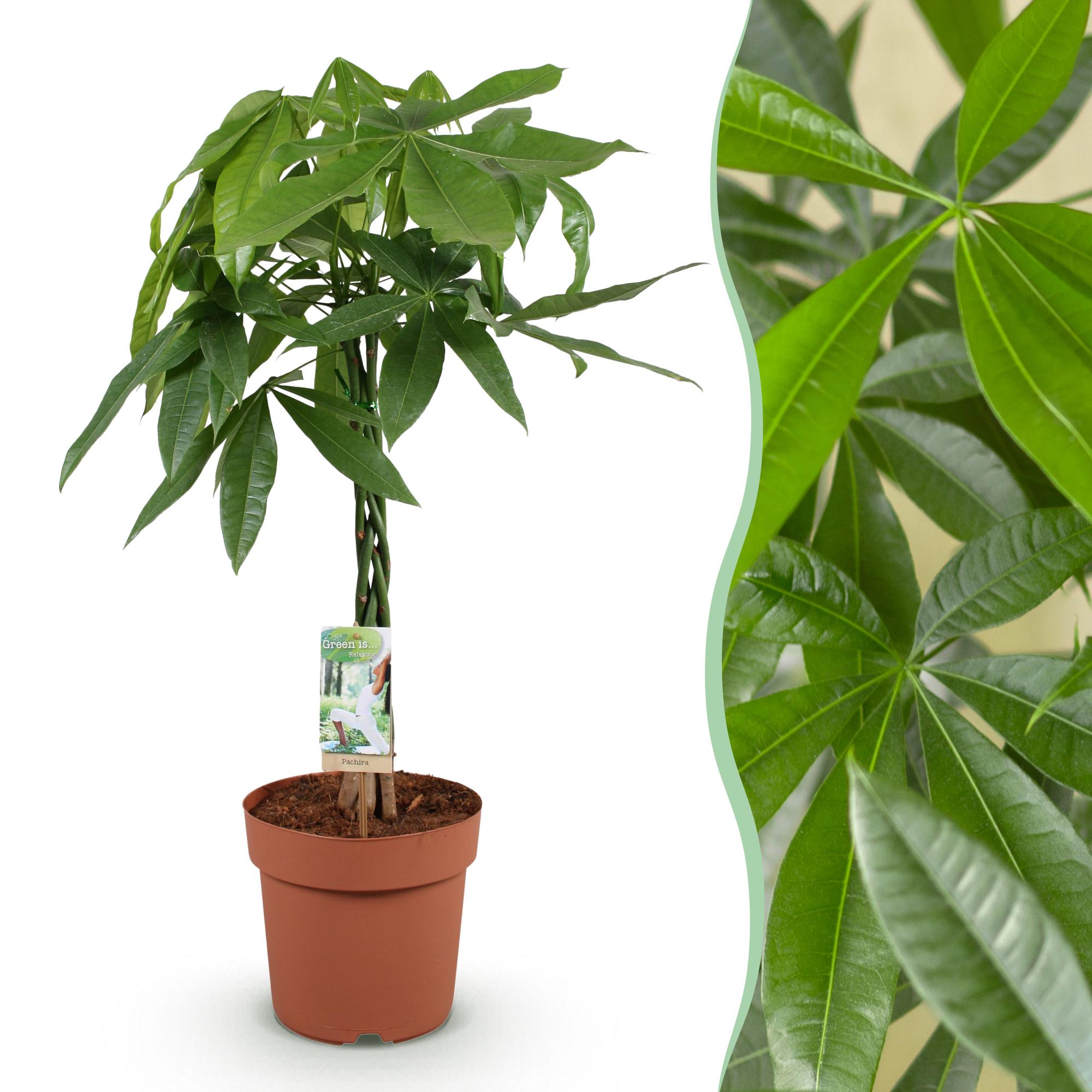 Green is... Kamerplanten - Pachira Aquatica gevlochten stam - Geldboom - Weinig onderhoud - Groen - 1 Plant - Pot 21cm - Hoogte 80-90cm