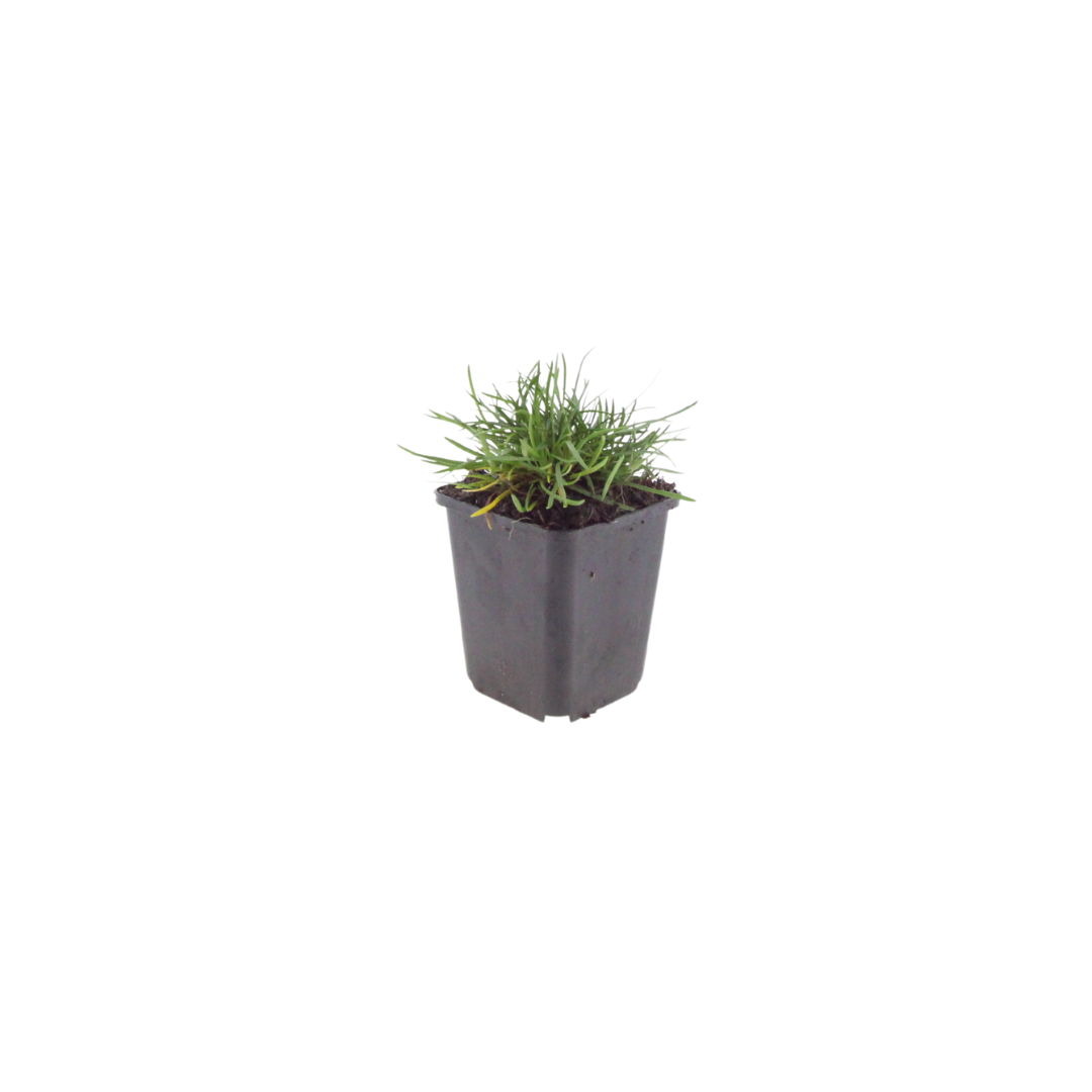 48x Armeria m. 'Splendens' - ↕10-25cm - Ø9cm