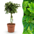 Green is... Kamerplanten - Schefflera Nora - Vingerboom - Weinig onderhoud - Groen - 1 Plant - Pot 21cm - Hoogte 70-82cm