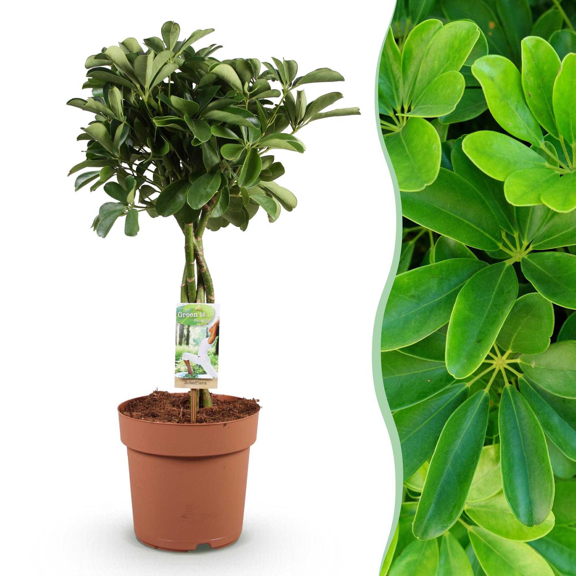 Green is... Kamerplanten - Schefflera Nora - Vingerboom - Weinig onderhoud - Groen - 1 Plant - Pot 21cm - Hoogte 70-82cm