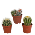 Bolcactus mix 8,5 cm | 3 stuks - zonder pot