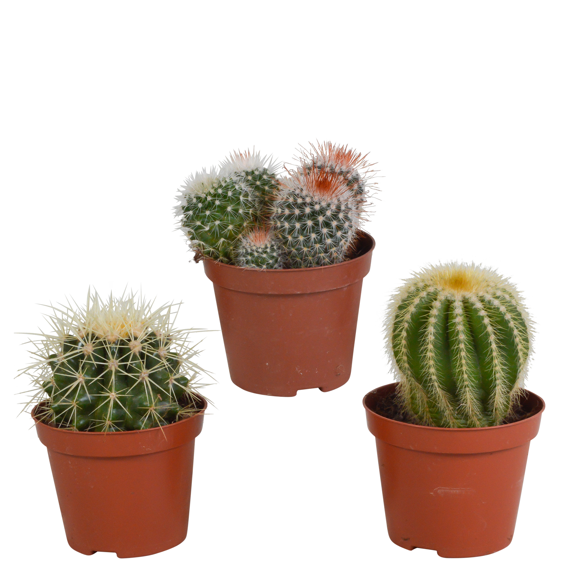 Bolcactus mix 8,5 cm | 3 stuks - zonder pot