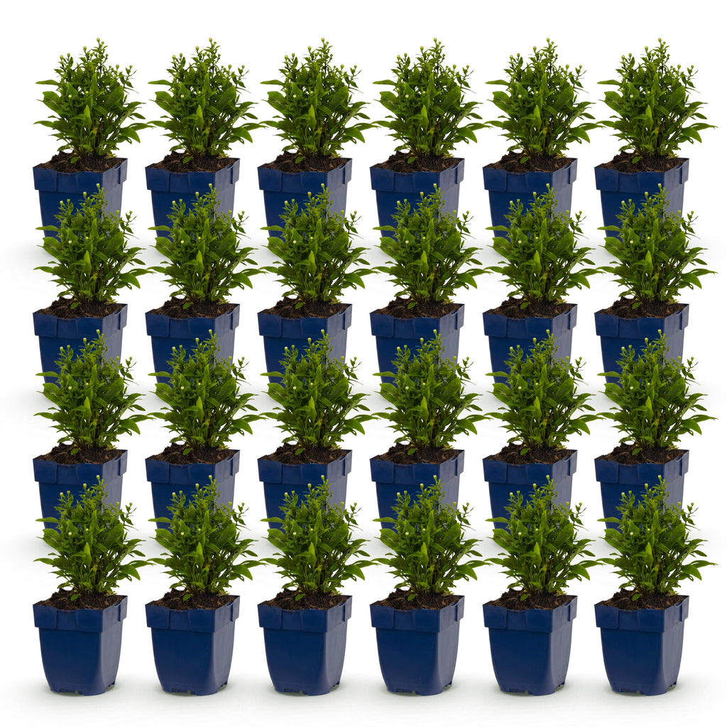 Vasteplant - Aster Tricolour - Zee Aster - Bijen en Vlinderlokkers - Paars - Roze - Wit - 24 Planten - Pot 11cm - Hoogte 15-25cm