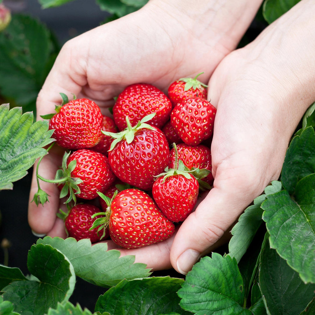 Fruitplanten - Aardbei - Fragaria Elsanta - Winterhard - 3 Planten - Pot 9 cm - Rode Aardbei
