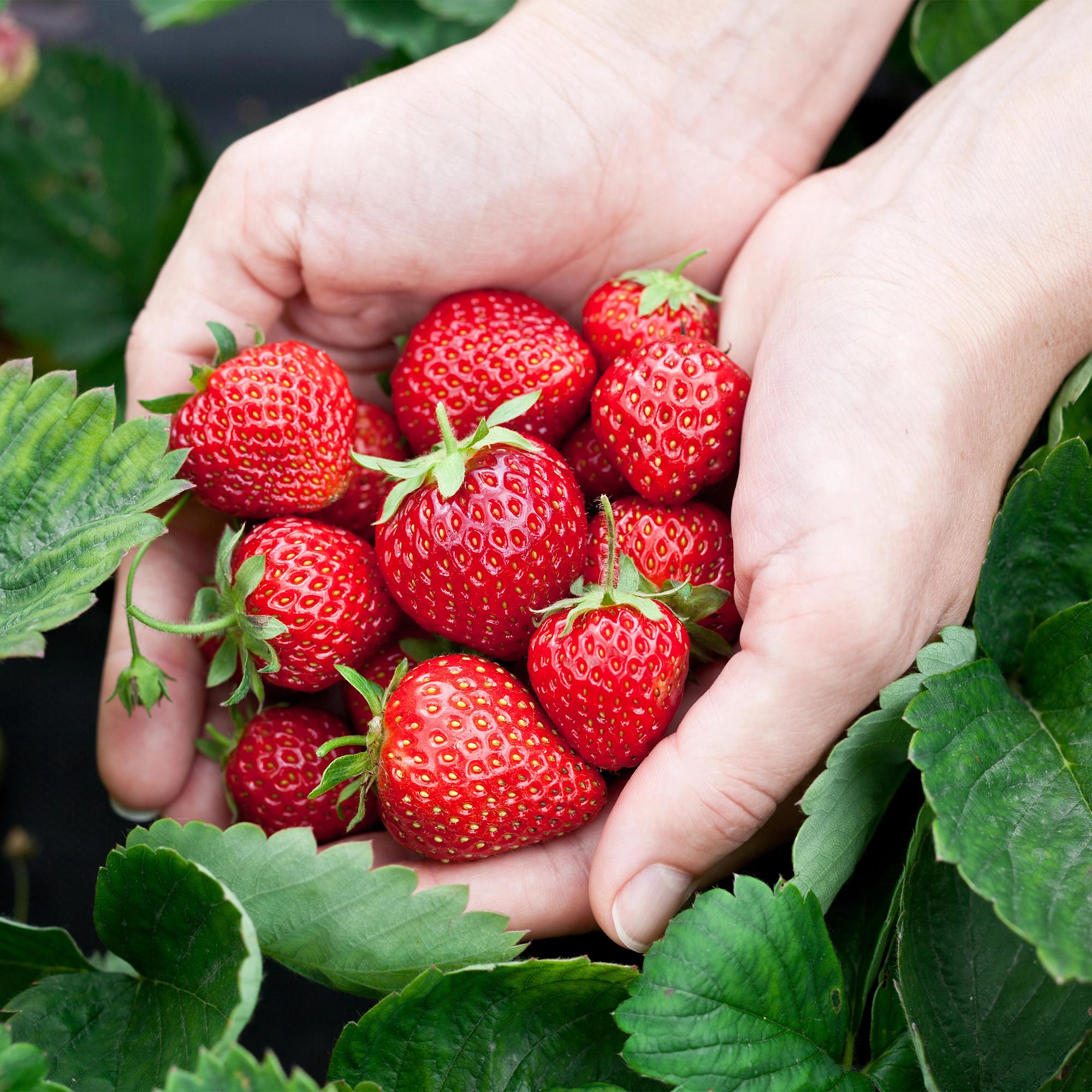 Fruitplanten - Aardbei - Fragaria Elsanta - Winterhard - 3 Planten - Pot 9 cm - Rode Aardbei