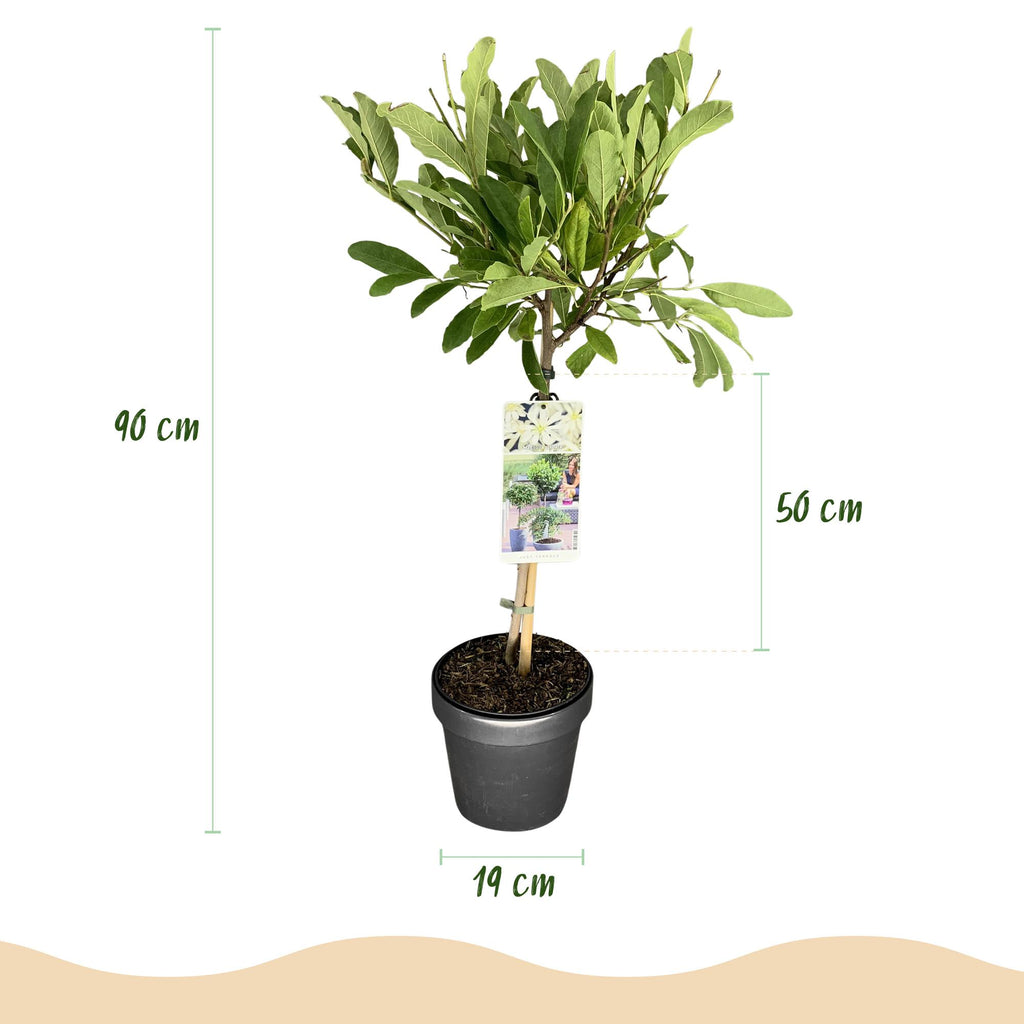 Plant op Stam - Magnolia stellata -Terras Plant - Bladverliezend - Winterhard - Witte Bloem - Pot 19cm Hoogte 90cm