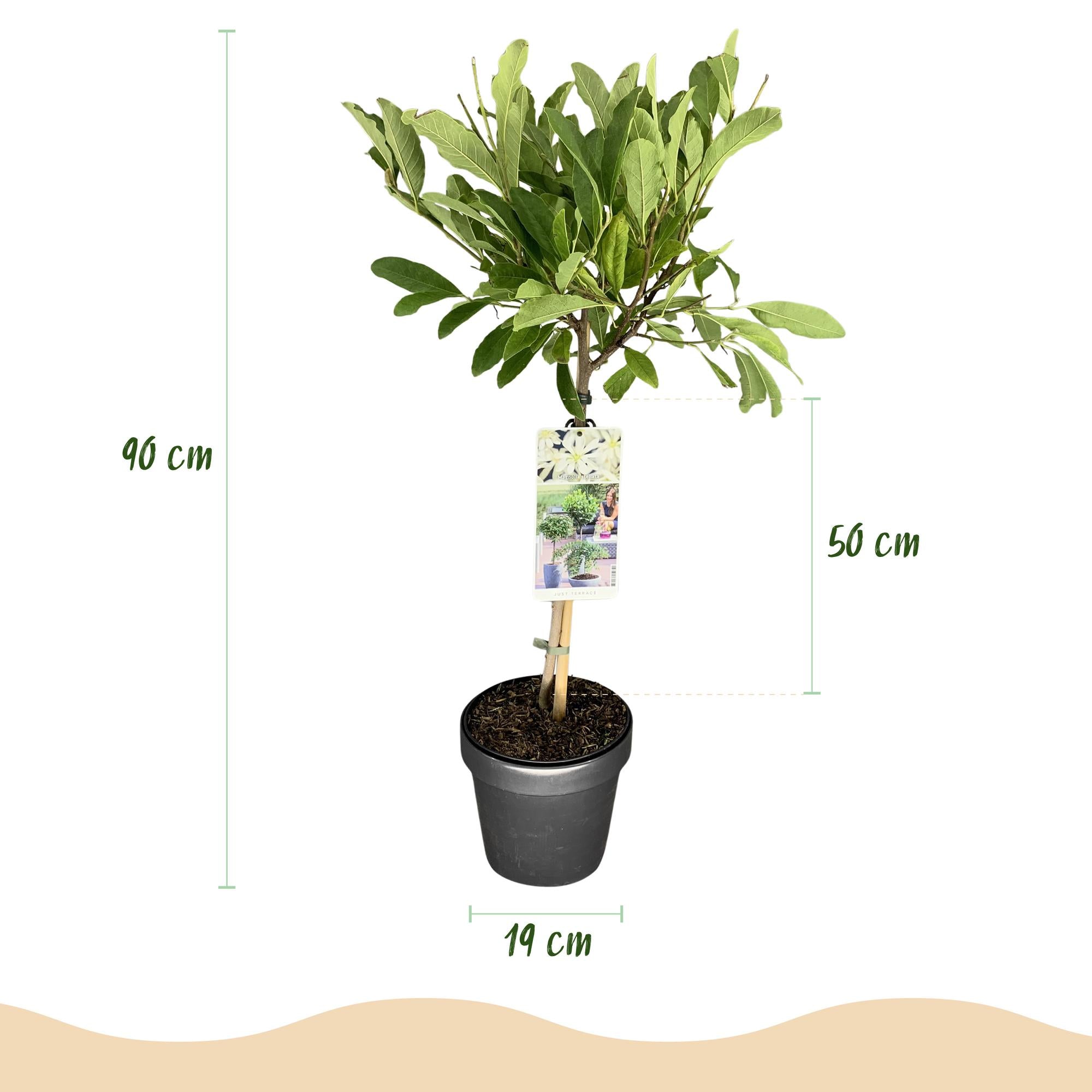 Plant op Stam - Magnolia stellata -Terras Plant - Bladverliezend - Winterhard - Witte Bloem - Pot 19cm Hoogte 90cm