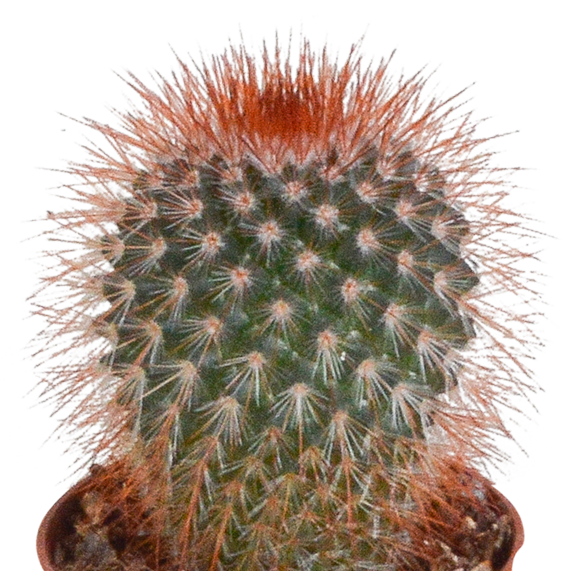 Cactus mix 5.5 cm - 5x - zonder pot