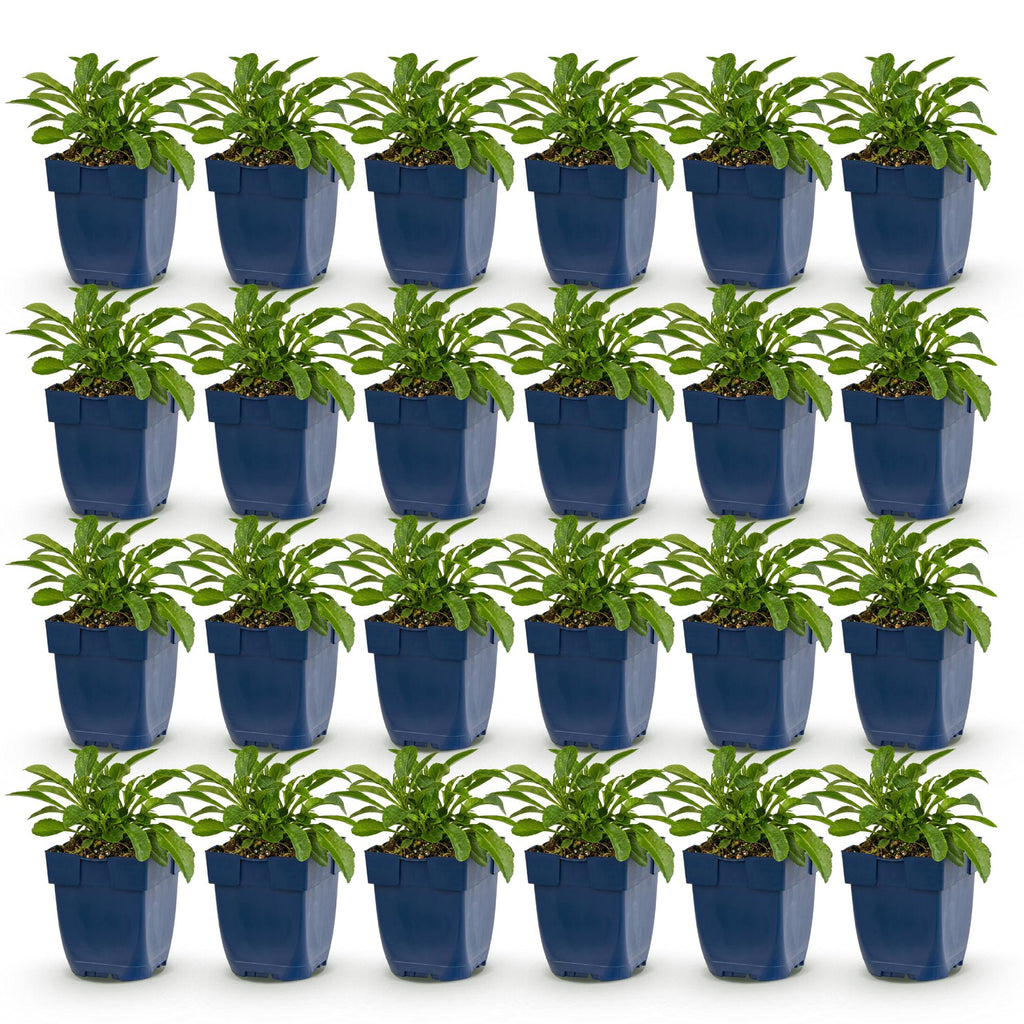 Vasteplant - Campanula persicaria Duo - Perzikbladklokje - Bijen- en vlinderlokkers - Blauw - Wit - 24 Planten - Pot 11cm - Hoogte 15-25cm