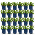 Vasteplant - Campanula persicaria Duo - Perzikbladklokje - Bijen- en vlinderlokkers - Blauw - Wit - 24 Planten - Pot 11cm - Hoogte 15-25cm
