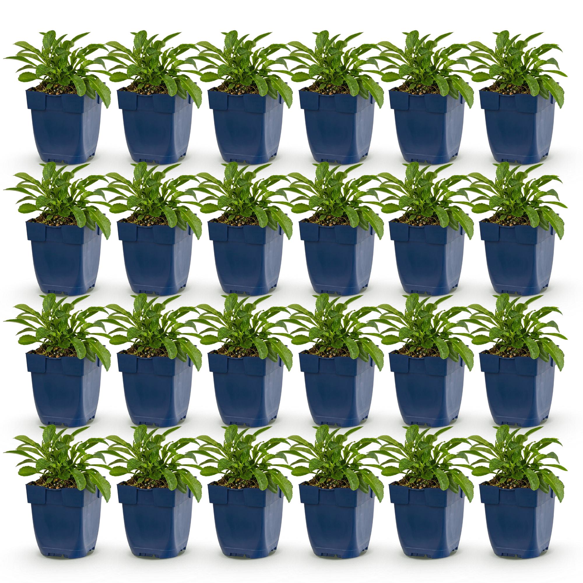 Vasteplant - Campanula persicaria Duo - Perzikbladklokje - Bijen- en vlinderlokkers - Blauw - Wit - 24 Planten - Pot 11cm - Hoogte 15-25cm