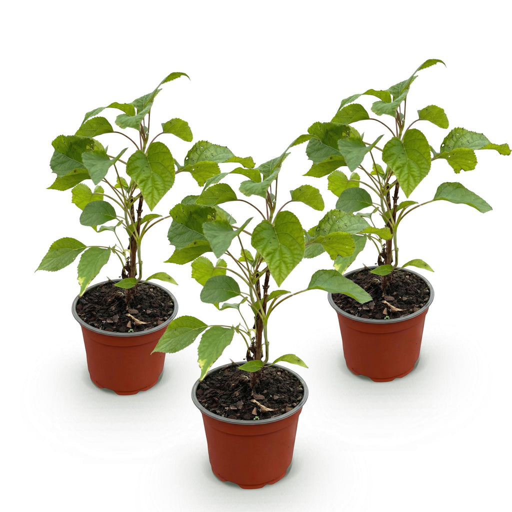 Tuinplant - Hydrangea arborescens Annabelle - Pluimhortensia - Winterhard - Wit - 3 Planten - Pot 12cm - Hoogte Hoogte 20-30cm
