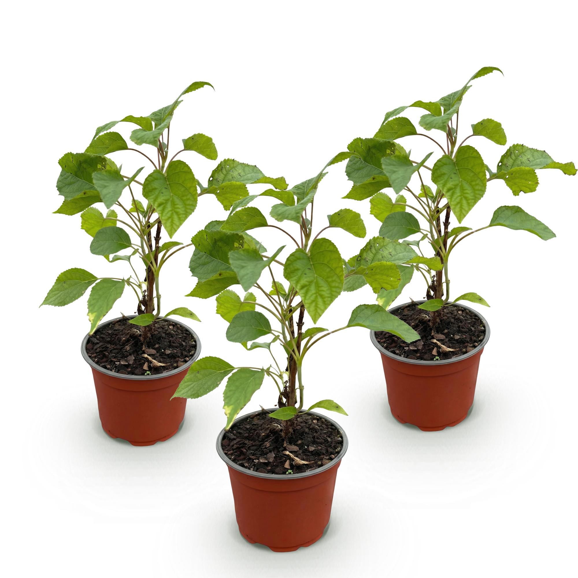 Tuinplant - Hydrangea arborescens Annabelle - Pluimhortensia - Winterhard - Wit - 3 Planten - Pot 12cm - Hoogte Hoogte 20-30cm